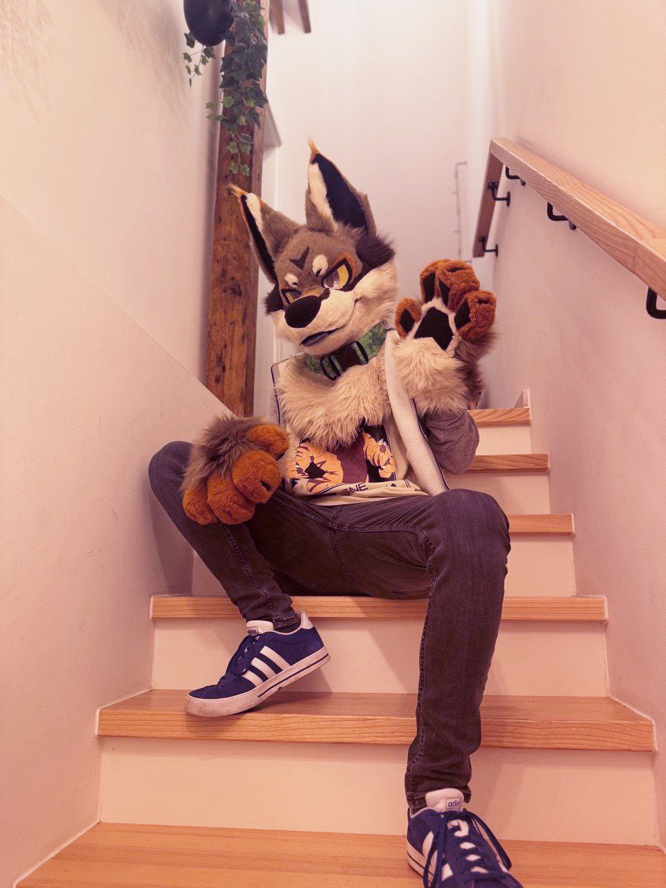 React (Coyote)